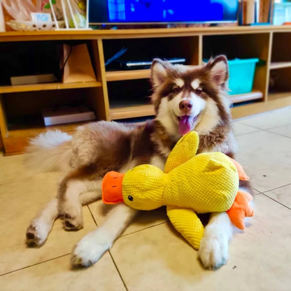 Dummy Duck Toy 🐥